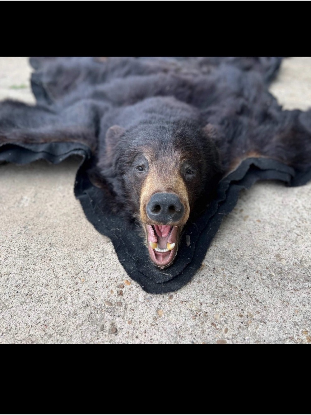 Handcrafted Black Bear Home Art Sculpture - Realistic Black Accent